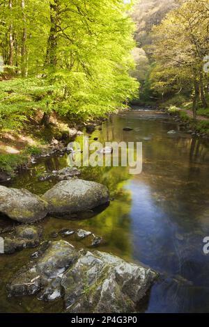 Sehen Sie entlang des Flusses an einem sonnigen Frühlingsmorgen, mit Reflexionen von Bäumen entlang des Flussufers, East Lyn River, Ash Bridge, in der Nähe von Watersmeet, Exmoor Stockfoto