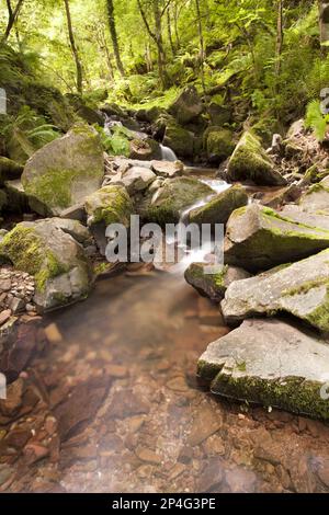 Wasserfall über Felsen im Wald, East Water, Horner Wood National Nature Reserve, below Dunkery Beacon, Exmoor N.P., Somerset, England, Vereint Stockfoto