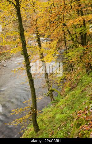 Bäume mit herbstfarbenen Blättern, die am steilen Hang des Flussufers, der Marsh Bridge, des Flusses Barle, nahe Dulverton, Exmoor N.P., wachsen. Somerset Stockfoto