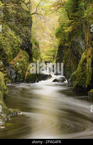 Blick auf den Fluss, der durch die Schlucht fließt, Fairy Glen, River Conwy, Betws-y-Coed, Snowdonia N. P. Conwy, Wales, Großbritannien Stockfoto