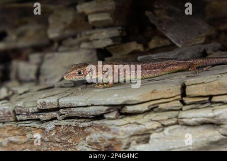 Lacerta agilis, Sandechse, an einem sonnigen Sommertag. Stockfoto