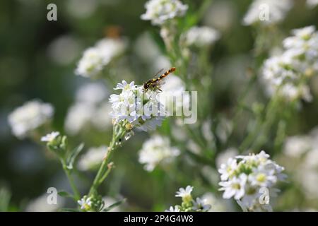 Hoary Alison, Berteroa Incana, auch bekannt als Härtekraut oder Härtallergen, Wildblütenpflanze aus Finnland Stockfoto