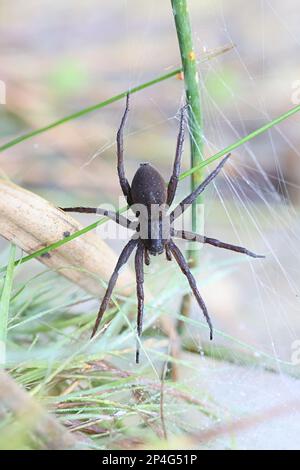 Dolomedes plantarius, allgemein bekannt als große Floßspinne oder Fenfloßspinne, weibliches Wächternest Stockfoto