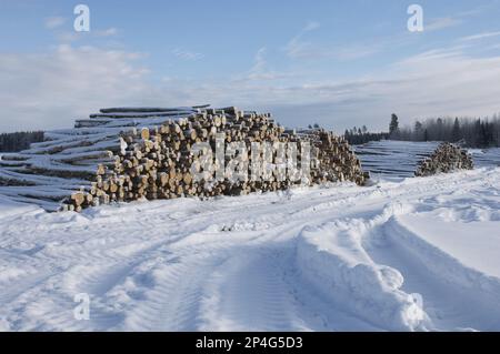 Ein Haufen gefalzter Baumstämme im Schnee, Uppsala, Schweden, Winter Stockfoto