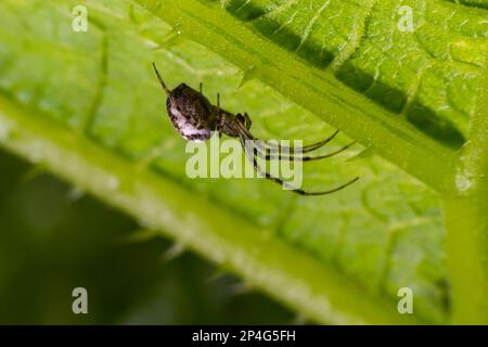 Schönes Makrobild eines Spinnennetzes, das auf seinem Netz sitzt, mit einem unscharfen Hintergrund und selektivem Fokus. Eine Spinne in einem Netz ist eine Nahaufnahme einer Spinne i. Stockfoto