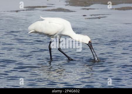 Royal Spoonbill füttert sich in den flachen Tiefen einer Lagune. Platalea regia moneys Creek Bargara Queensland Australien Stockfoto