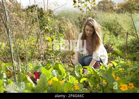 Junge Gärtnerin, die in Allotment Garden, Norfolk, England, Großbritannien, arbeitet Stockfoto