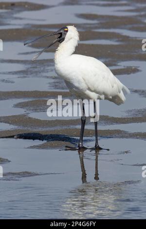 Royal Spoonbill gähnt in den flachen Tiefen einer Lagune. Platalea regia moneys Creek Bargara Queensland Australien Stockfoto