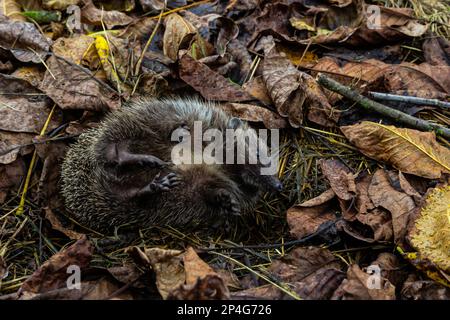 Ein einheimischer, wilder europäischer Igel, der sich im Herbstblatt zusammengerollt hat. Aus der Nähe. Stockfoto