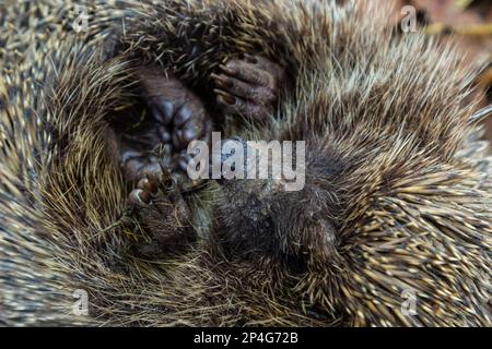 Ein einheimischer, wilder europäischer Igel, der sich im Herbstblatt zusammengerollt hat. Aus der Nähe. Stockfoto