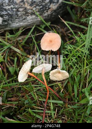 Mycetinis scorodonius, wie Vampire bane oder Knoblauch duftende Pilz bekannt, wilde essbarer Pilz aus Finnland Stockfoto