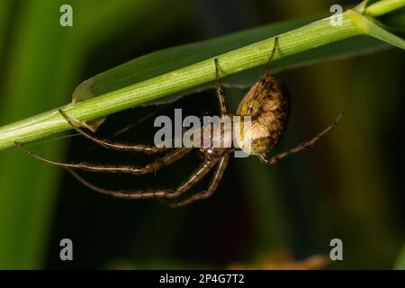 Schönes Makrobild eines Spinnennetzes, das auf seinem Netz sitzt, mit einem unscharfen Hintergrund und selektivem Fokus. Eine Spinne in einem Netz ist eine Nahaufnahme einer Spinne i. Stockfoto