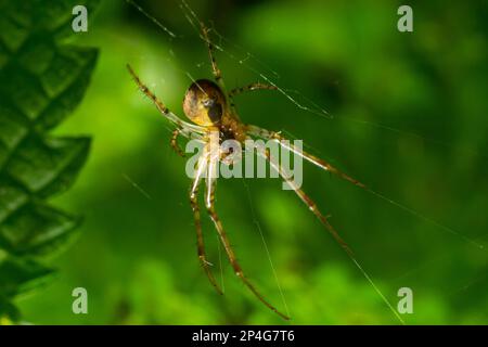 Schönes Makrobild eines Spinnennetzes, das auf seinem Netz sitzt, mit einem unscharfen Hintergrund und selektivem Fokus. Eine Spinne in einem Netz ist eine Nahaufnahme einer Spinne i. Stockfoto