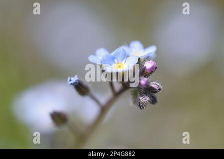 Feld vergessen-mich-nicht, Myosotis arvensis, auch bekannt als gemeinsame vergessen-mich-nicht, Wildblume aus Finnland Stockfoto