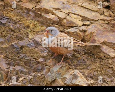 Cretzschmar's Cretschmar's Bunting (Emberiza caesia), erwachsener Mann, singend, stehend auf Felsen in den Ausläufern, Zypern Stockfoto