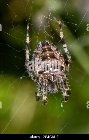 Spider Araneus diadematus mit einem Kreuz auf dem Rücken auf einem Netz vor einem Baumhintergrund. Stockfoto