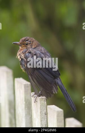 Blackbird, Blackbird, Blackbirds (Turdus merula), Singvögel, Tiere, Vögel, europäische Blackbird-Jungtiere, hoch oben auf dem Gartenzaun, Berwickshire Stockfoto