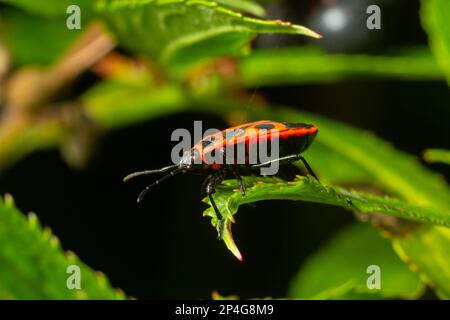 Natürliche Nahaufnahme des roten Feuerwehres, Pyrrhocoris apterus, der auf einem Blatt im Garten sitzt. Stockfoto