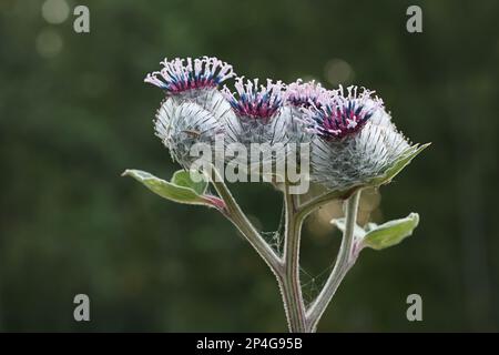 Arctium tomentosum, gemeinhin bekannt als Wollklaue oder Kletterklaue, Wildpflanze aus Finnland Stockfoto