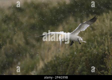 Northern Gannet (Morus bassanus), Erwachsener, im Flug, Ankunft zur Landung während Regenfällen, Bempton Cliffs RSPB Reserve, Bempton, East Yorkshire, England Stockfoto