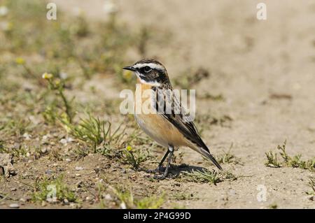 Whinchat (Saxicola rubetra) männlich, Sommerzucht, Futtersuche auf der Strecke, Lemnos, Griechenland Stockfoto