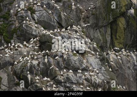 Northern Gannet (Morus bassanus) Erwachsene, Gruppe an Nestern auf den Klippen in der Nistkolonie, St. Kilda, Outer Hebrides, Schottland, Vereinigtes Königreich Stockfoto