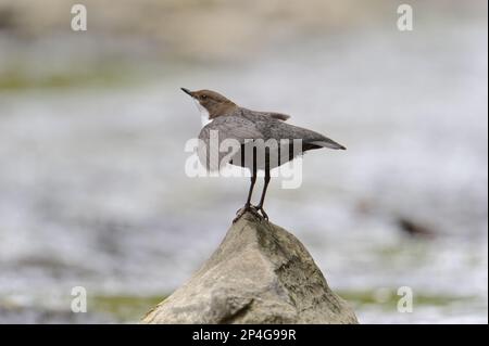 Weißkehlkopf-Dipper (Cinclus cinclus gularis), männlicher Erwachsener, auf Felsen im Fluss, Wales, Großbritannien Stockfoto