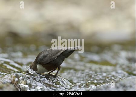 Weißkehlkopf-Dipper (Cinclus cinclus gularis), Erwachsene, Futtersuche mit im Bach eingetauchtem Kopf, Wales, Vereinigtes Königreich Stockfoto