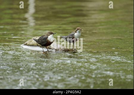 Weißkehlkopftaucher (Cinclus cinclus gularis), Erwachsenenpaar, mit Nistmaterial im Schnabel, auf einem Zweig im Strom stehend, Wales, Vereinigtes Königreich Stockfoto