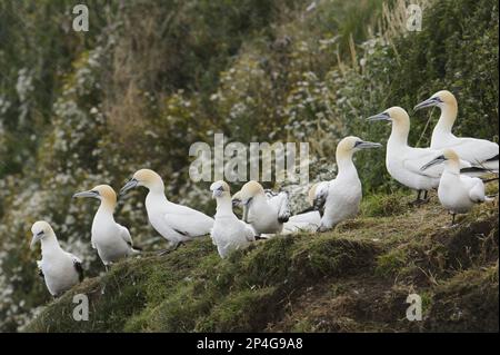 Northern Gannet (Morus bassanus), Unterreisender, dritter und vierter Winterzucht, nicht züchtende Gruppe, die während des Regenfalls auf einer Klippe steht, Bempton Cliffs Stockfoto