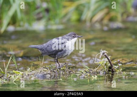 Weißkehlkopfdipper (Cinclus cinclus gularis) juvenile, Stand in Stream, Derbyshire, England, Vereinigtes Königreich Stockfoto