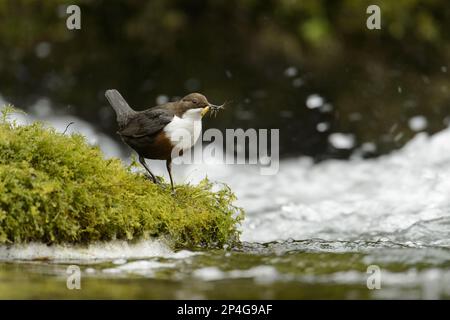 Weißkehlkopftaucher (Cinclus cinclus gularis), Erwachsener, mit Insektenbeute im Schnabel, steht auf moosem Stein im schnell fließenden Fluss, River Lathkill, Peak Stockfoto