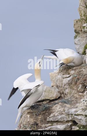 Northern Gannet (Morus bassanus), zwei Erwachsene, in territorialem Streit in Nestern auf Seeklippen, Bempton Cliffs RSPB Reserve, Bempton, East Yorkshire Stockfoto