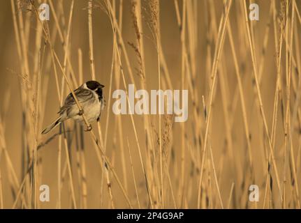 Seezunge (Emberiza schoeniclus), ausgewachsener Männchen, der sich in Zuchtgefieber häutet, hoch oben auf einem Schilfstamm, Derbyshire, England, Vereinigtes Königreich Stockfoto