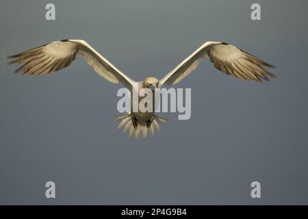 Northern Gannet, Erwachsener, im Flug, Saltee Islands, County Wexford, Irland Stockfoto