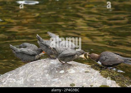 Weißer Dipper (Cinclus cinclus), Erwachsener, füttert drei junge Junggeburten, bettelt auf einem Felsen am Flussufer, Rjukan River, Hardangervidda Stockfoto