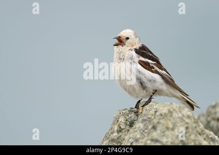 Schneeballschläger (Plectrophenax nivalis), männlich, Zucht, Gesang, Stehen auf Felsen, Island Stockfoto