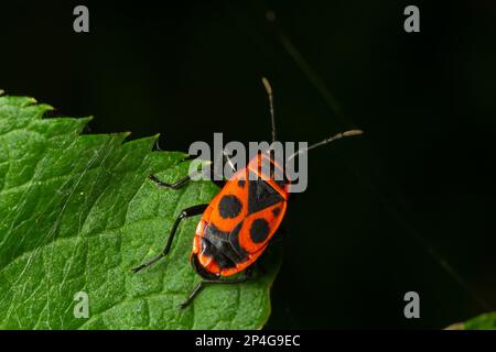 Natürliche Nahaufnahme des roten Feuerwehres, Pyrrhocoris apterus, der auf einem Blatt im Garten sitzt. Stockfoto