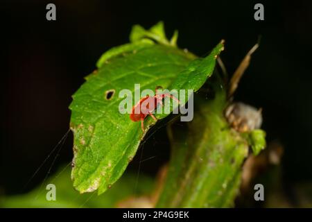 Nahaufnahme von Rotsamtmilben oder Trombidiidae in natürlicher Umgebung. Stockfoto