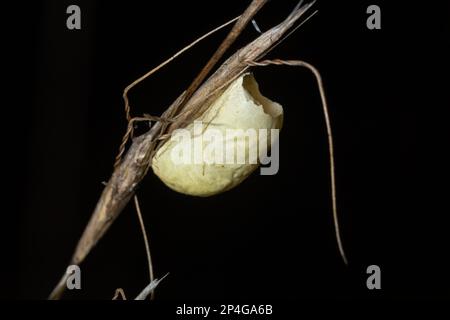 Ein braunes Grasblatt mit einem Insektenkokons auf einer Blumenwiese an einem typischen Novembertag. Stockfoto