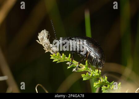 Die Wanze sitzt auf einem Blatt. Insecta Coleoptera Chrysomelidae Galeruca tanaceti female, Sommertag in natürlicher Umgebung. Stockfoto