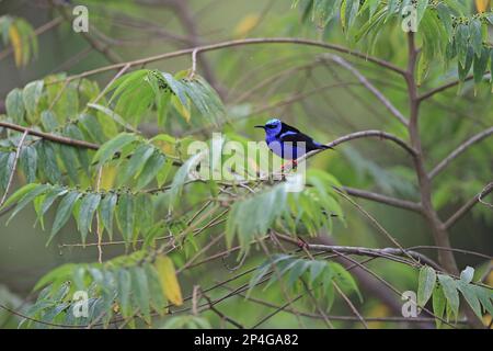 Türkisfarbener Honigkriecher, türkisfarbener Honigkriecher (Cyanerpes cyaneus), Rotbein-Honigkriecher, Rotfüßiger Honigkriecher, Tangars, Tangaren, Singvögel Stockfoto