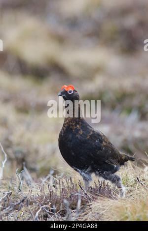 Rothühner (Lagopus lagopus scoticus), männlich, auf dem Moorland, Glenlivet Estate, Glenlivet, Cairngorms N. P. Banffshire, Highlands, Schottland Stockfoto