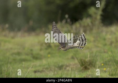 Eurasischer sperber (Accipiter nisus), männlicher Jungvogel, im Flug, Yorkshire, England, Vereinigtes Königreich Stockfoto