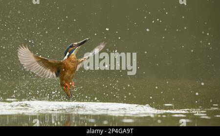 Gewöhnlicher Königsfischer (Alcedo atthis), erwachsener Mann, im Flug, nach einem erfolglosen Tauchgang aus dem Wasser, England, Großbritannien Stockfoto