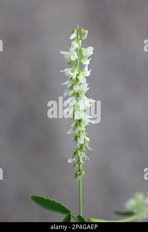 Weißer Melilot, Melilotus albus, auch bekannt als Honigklee oder Weißer Süßklee, wilde Blütenpflanze aus Finnland Stockfoto