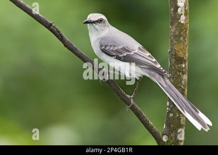 Tropical Mockingbird (Mimus gilvus), Erwachsener, hoch oben auf Zweig, Trinidad, Trinidad und Tobago Stockfoto