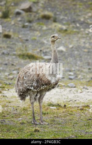 rhea (Rhea pennata), männlich, stehend, Torres del Paine N.P., Südpatagonien, Chile Stockfoto