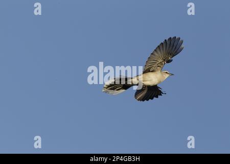 Tropical Mockingbird (Mimus gilvus), Erwachsener, im Flug, Halbinsel Yucatan, Mexiko Stockfoto