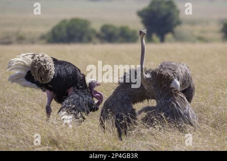 Ostafrikanischer Strauß (Struthio camelus massaicus), Erwachsenenpaar, ausgestellt in Savannah, Masai Mara National Reserve, Kenia Stockfoto